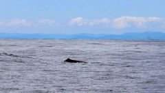 Fernando Fra Rico fotografi� los cachalotes que avist� frente a A Mari�a lucense e inform� al Cemma