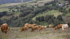 Vacas de carne pastando en el municipio de Cervantes