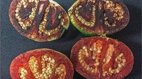 Un tomate de arbusto que parece «sangrar» cuando se corta