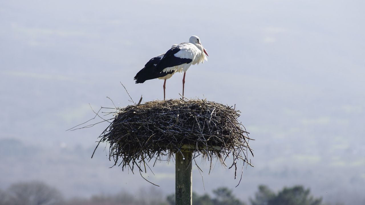 Amigas das Cegoñas organiza una jornada de iniciación a la observación de aves