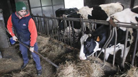 David Arnoso, ganadero de O Forgoselo, en San Sadurni�o, trabaja en su explotaci�n l�ctea