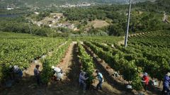 Vendimia en un vi�edo de To�n.