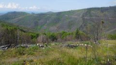 Estado dunha zona ardida o ano pasado no Courel e fotografada neste mes de xu�o