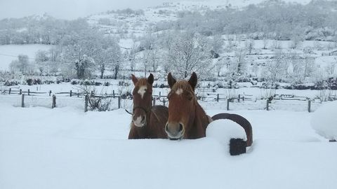 Caballos en la nieve en San Isidro