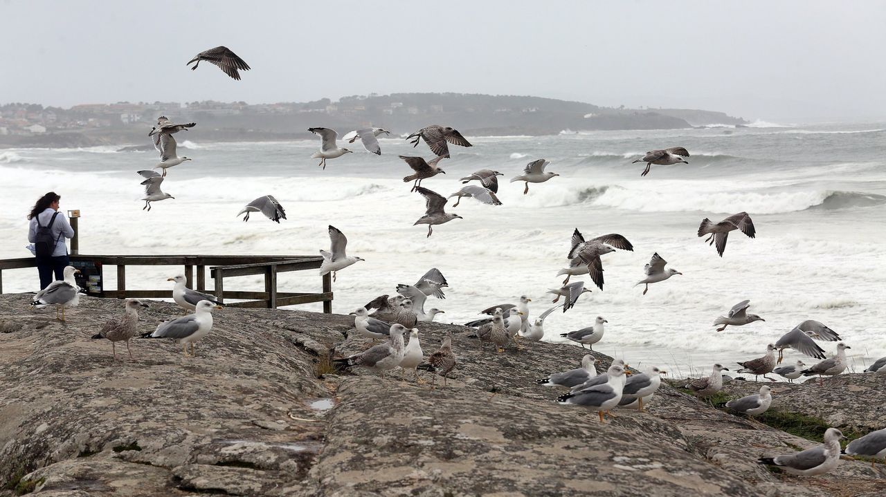 La Xunta debería diagnosticar el mal de las gaviotas