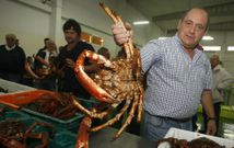 La selecci�n del producto realizada en los barcos llev� a las lonjas arousanas producto de gran calidad. 