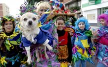 Las mascotas tampoco faltaron a su cita con los disfraces en la convocatoria xovense. 
