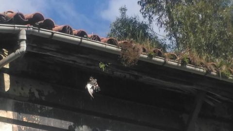 Un aspecto del tejado de la casa abandonada en la calle Men�ndez Pelayo de Oviedo, por la que se quejan los vecinos de Ciudad Naranco