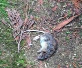 El cad�ver del animal fue hallado por un alumno del centro. 