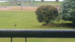 Una urraca�ataca a una rata en Beiramar