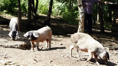  O porco celta (na imaxe) e a vaca cachena son especies que poderan ser criadas nos bosques da zona