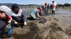 Mariscadoras de Lourizn realizando traslados de almeja en Os Praceres