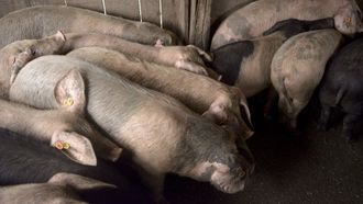 La asocaici�n de criadores de raza porcina celta es una de las entidades que forma parte de la nueva federaci�n