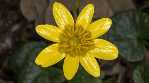 Celidonia menor o «Ranunculus ficaria», de un amarillo intenso