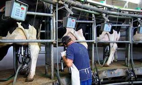 Las explotaciones mazaricanas est�n entre las cinco primeras de Galicia en producci�n l�ctea.