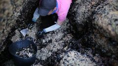 Un trabajador de bateas rascando mejilla en rocas de la costa atlntica gallega (foto de archivo)