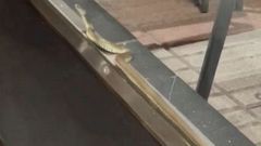 Imagen de la culebra capturada en la calle Emilia Pardo Baz�n de A Coru�a