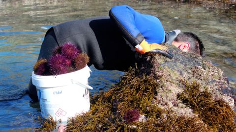 Captura del oricio en Asturias
