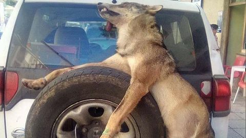 Un lobo abatido y exhibido por la guardería del Principado