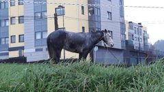 Caballo atado en O Seixal, Oleiros