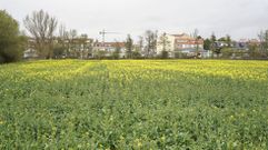 Plantaci�n de colza en A Limia