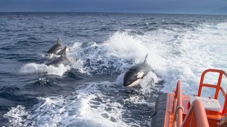 Imagen de archivo de un grupo de orcas siguiendo a una lancha de Salvamento Martimo
