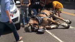 Un caballo se desploma mientras tira de un carruaje de turistas en Charleston