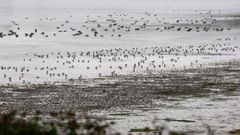 El complejo intermareal es un lugar de observaci�n de aves excepcional