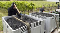 Biocarb�n de las cepas arrancadas en un vi�edo de Ourense