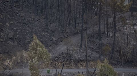 En el incendio de Pantón y Sober ardió de todo, desde arbolado autóctono hsata viñas pasando por grandes plantaciones de pino