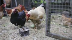 En once municipios de Galicialas gallinas estn encerradas desde principios de ao