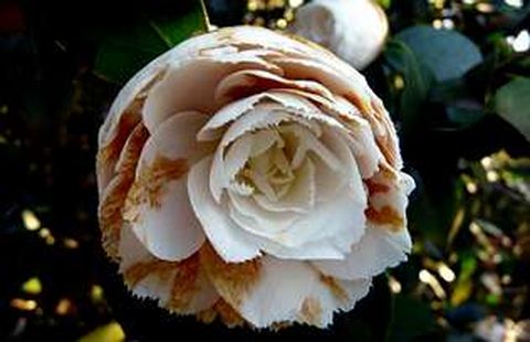 El hongo «Ciborinia camellia» es el causante del marchitamiento de la flor de la camelia.