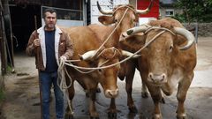 Sito Olivera, con los tres bueyes que utiliza para arar la tierra en Coruxo; el ms grande pesa ms de 1000 kilogramos.