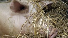 La carne de cerdo es una de las m�s consumidas en Espa�a