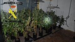 La Guardia Civil interviene m�s de 100 plantas de marihuana en Olloniego