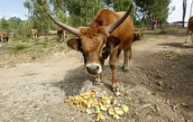 Gran parte de la producci�n certificada corresponde a alimentos de origen animal.