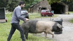 Ocho porcos celtas entrenan para su debut en una pasarela