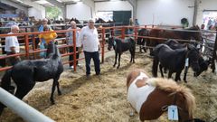 Gran participaci�n el viernes en el Concurso Cabalar, Mular e Asnal de A Fonsagrada