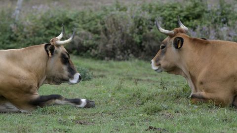 Vacas en Asturias