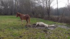 Uno de los animales estuvo varios d�as muerto en un prado