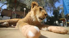 Salvaje retirada de las garras de una joven leona en Gaza