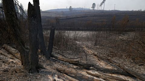 Desolación después de los incendios