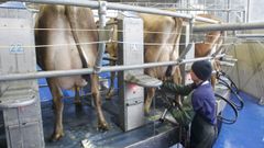 La leche de las vacas de raza Jersey se distingue por la calidad, con m�s grasa y m�s proteina