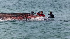 Una veterinaria examina los restos de la ballena Timmy, en la costa de Dinamarca.