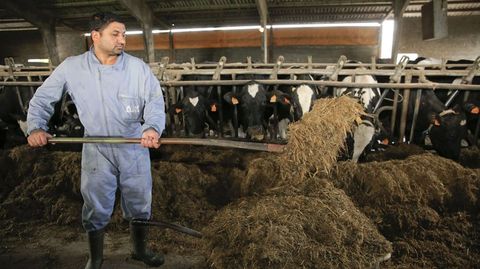 La agricultura es uno de los sectores en los que más trabajo hay para inmigrantes como el pakistaní Saqib Ali, que trabaja en una granja de Sarria