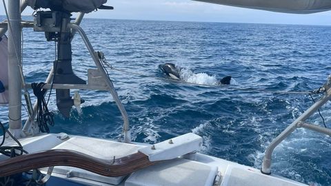 Una de las orcas, en la popa del barco.