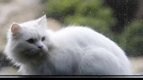 Gatos y ratones necesitan vivir en un entorno humano para sobrevivir