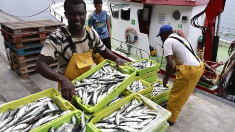 La Lonja de A Coru�a recibi� esta tarde barcos cargados de sardinas