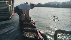 La siembra de almeja dejar� de hacerse a mano en la r�a de Pontevedra con un sistema nuevo m�s mecanizado