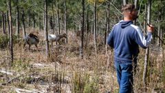 Desbrozadoras naturales. La comunidad de montes de Baro�a lleva a�os utilizando cabras, ovejas y potros para eliminar gran parte de la maleza que hay en los terrenos que gestionan